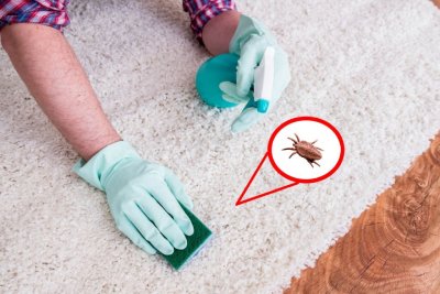 Carpet Flea & Moth Treatment Melbourne